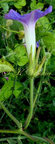  Inflorescence